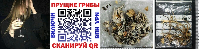 Псилоцибиновые грибы Magic Shrooms  где найти   OMG ссылки  Балтийск 